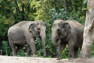 20221013 nr388503 elephant trong nhi linh