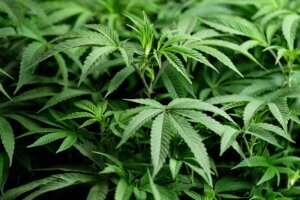 Election 2022 Marijuana