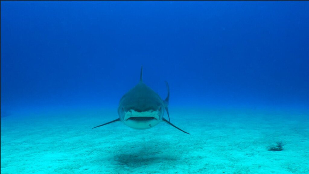 Scared of a shark attack? Here's what experts want you to know.