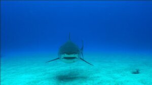 Scared of a shark attack? Here's what experts want you to know.