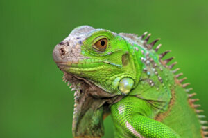 Green iguana closeup face