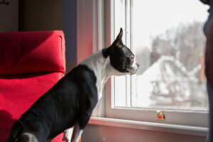 Dog sitting looking out a window