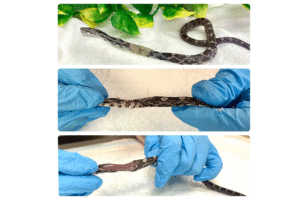 Gluetrap Snake