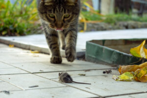 The cat caught the mouse in the garden in the fall and is playing with it like a living toy