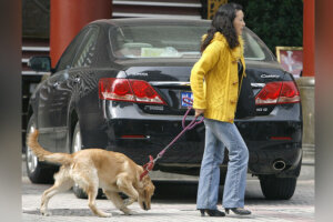 Dog walking getty