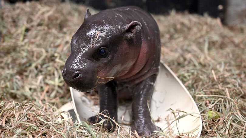 Hippocalf5