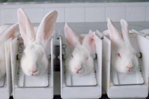 ANIMAL TESTING IN COMSETICS INDUSTRY