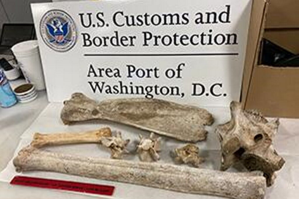 Iad bones2 thumb