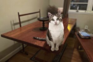 Cat Diabetes Pill