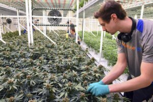 Marijuana Minnesota