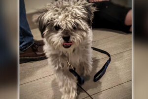 Tucker "Balty" Moore is a 5 month old rescue puppy. (Courtesy Maryland SPCA)