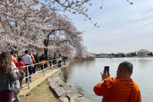 US TOURISM CHERRY BLOSSOM