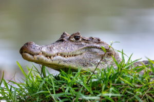 Spectacled caiman, Caiman crocodilus Cano Negro, Costa Rica.