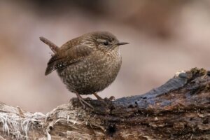 Outdoors Great Backyard Bird Count