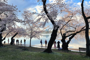 031023 cherry blossoms
