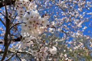 Cherry blossoms along the Tidal Basin on March 19, 2023. (WTOP/Jessica Kronzer)