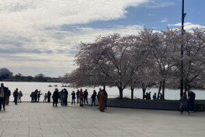 032223 cherry blossoms