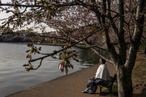 Cherry Blossoms Washington