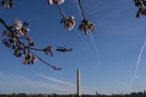 Cherry Blossoms Washington