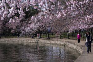 Cherry Blossoms Washington