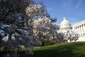Cherry Blossoms Washington