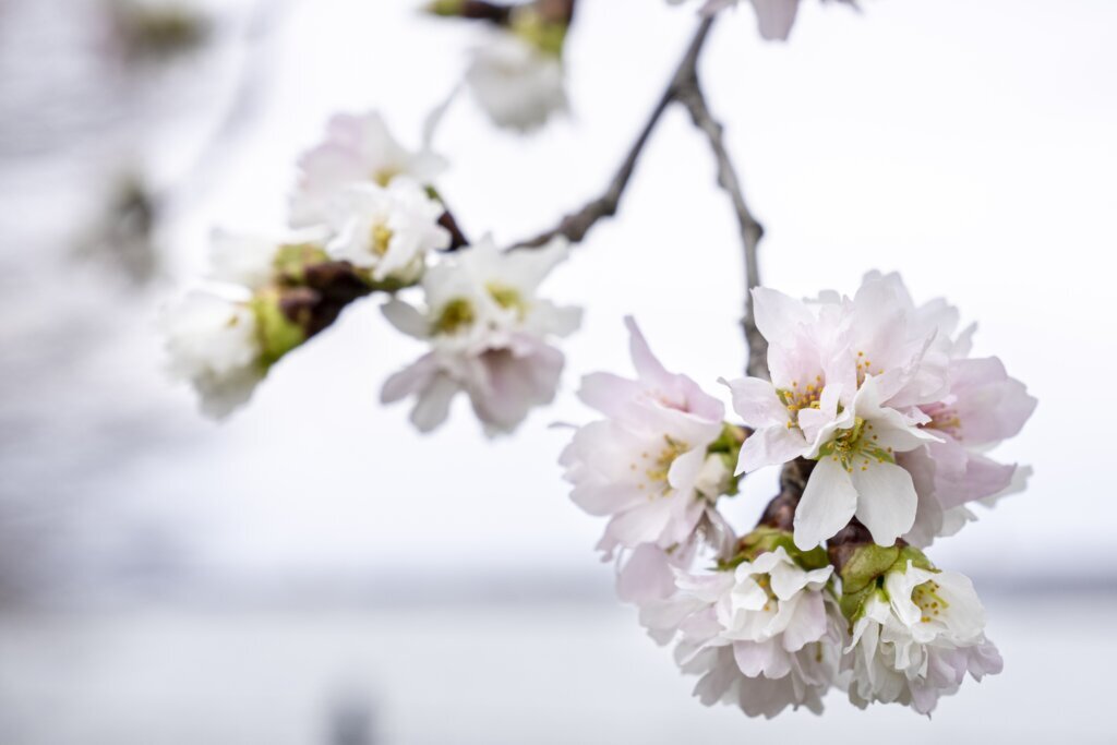 Cherry Blossoms Washington