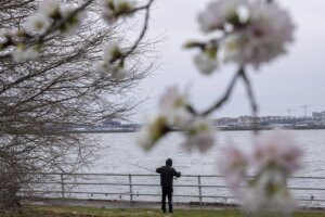 Cherry Blossoms Washington