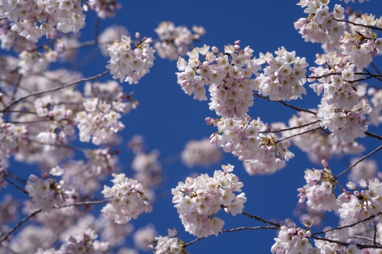 Cherry Blossoms Washington
