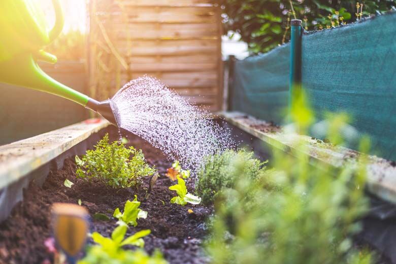 Urban gardening: Watering fresh vegetables and herbs on fruitful soil in the own garden, raised bed.