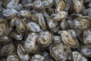 Chesapeake Bay Oysters