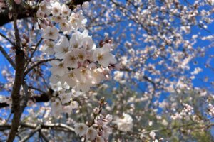 Cherry blossoms before peak