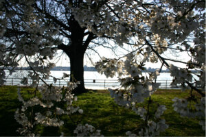 Cherry Blossom trees photographed on March 7th, 2023 (WTOP/Kate Ryan)