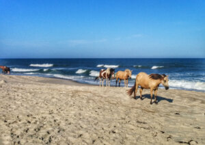 Ponies in chincoteague island