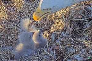 Eagles