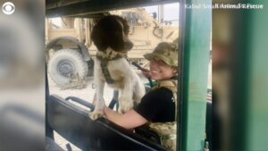 Afghanistan military dog set to reunite with its owner in the U.S.
