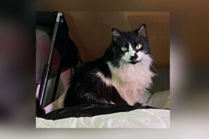 041823 cat