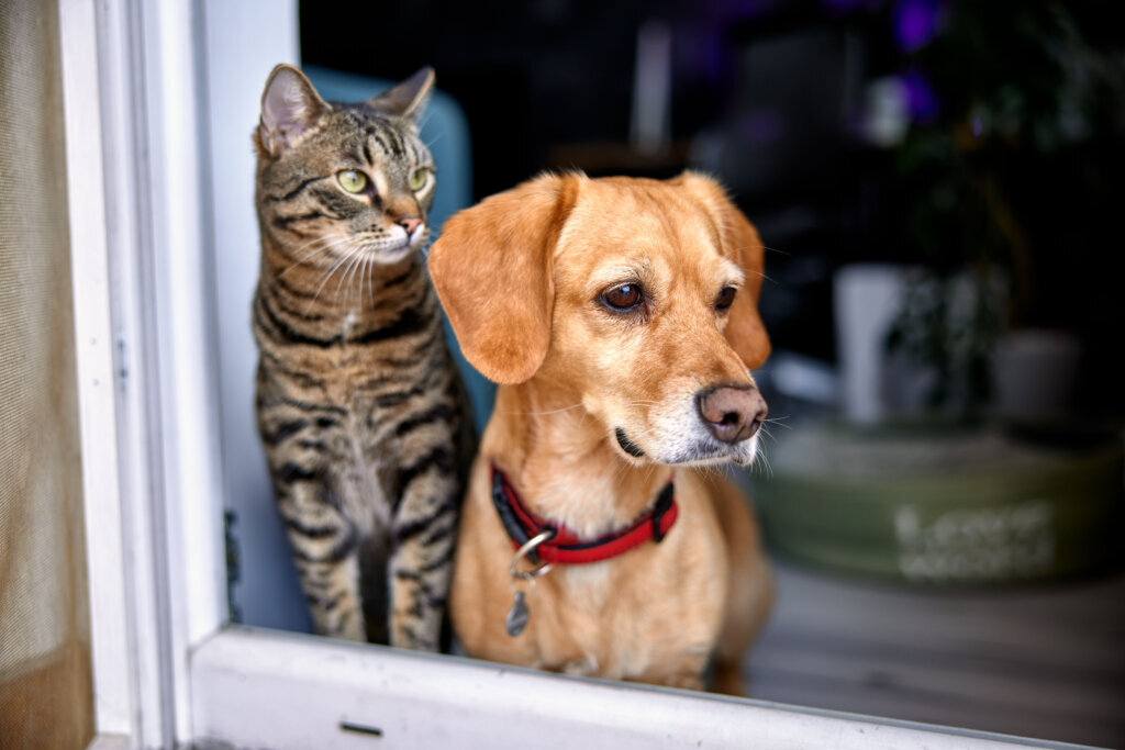 Dog and cat as best friends, looking out the window together