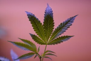 Legal Marijuana Surviving the Market