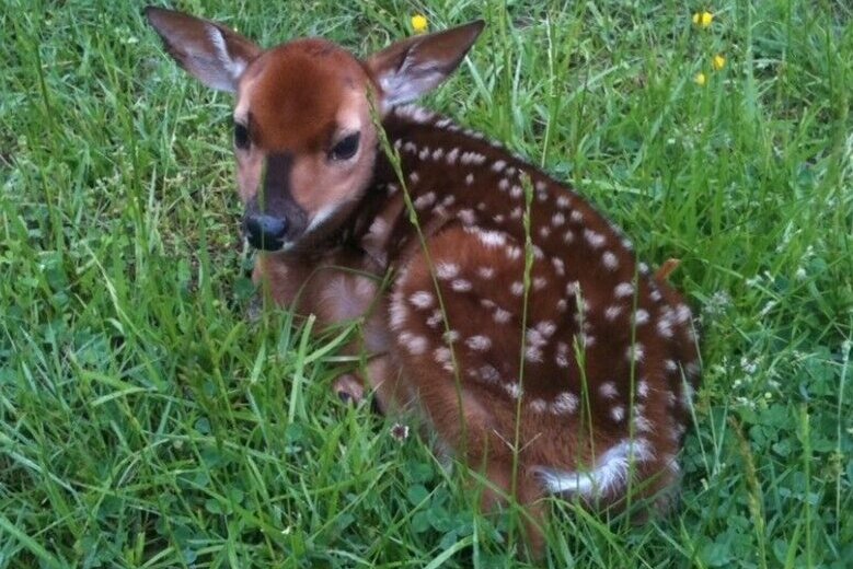 Baby deer