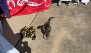 Mama duck ducklings