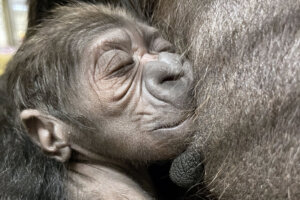 20230527 valschultz 010 gorilla infant