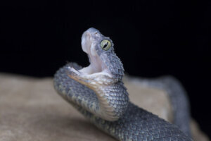 Venomous Black Bush Viper with open mouth