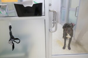 Westminster Dog Show Shelter Dogs