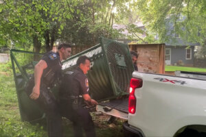 Bear caught