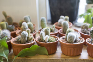 Cacti