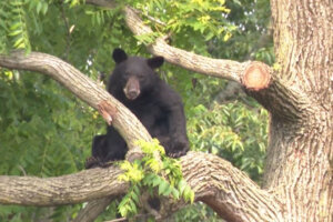 060923 bear
