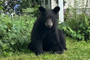 Young black bear