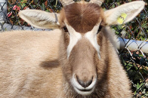 Terri the Addax