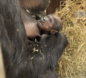 20230607 beckymalinsky 001 gorilla calaya baby