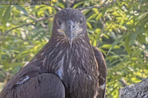 6223 dulles greenway eaglets
